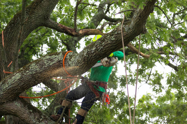 How Our Tree Care Process Works  in  Skiatook, OK